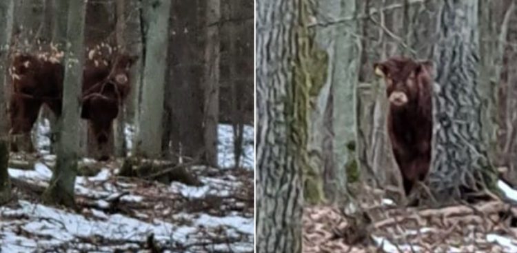 (Fot. FB/Nadleśnictwo Gdańsk, Lasy Państwowe)