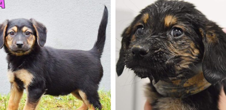 (fot. słupskie schronisko dla zwierząt)