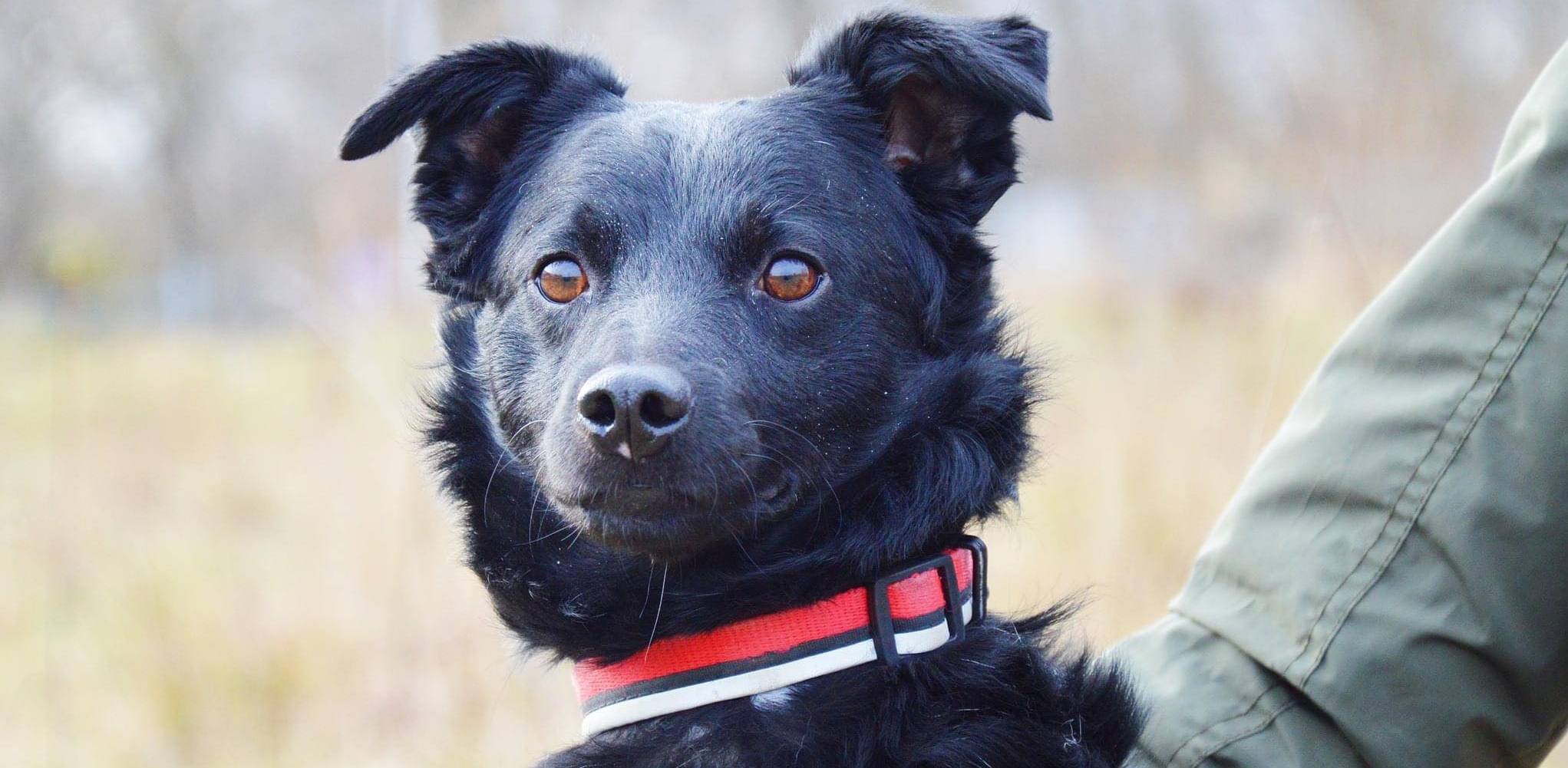 (Fot. słupskie schronisko dla zwierząt)