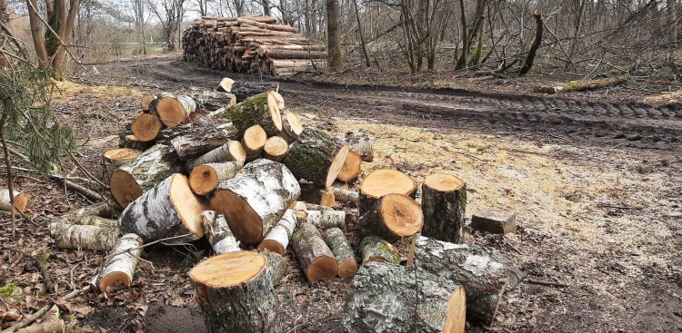 (Fot. Radio Gdańsk/Przemysław Woś)