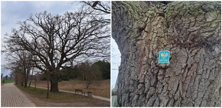 Przykładowy pomnik przyrody (fot. Radio Gdańsk/Sebastian Kwiatkowski)