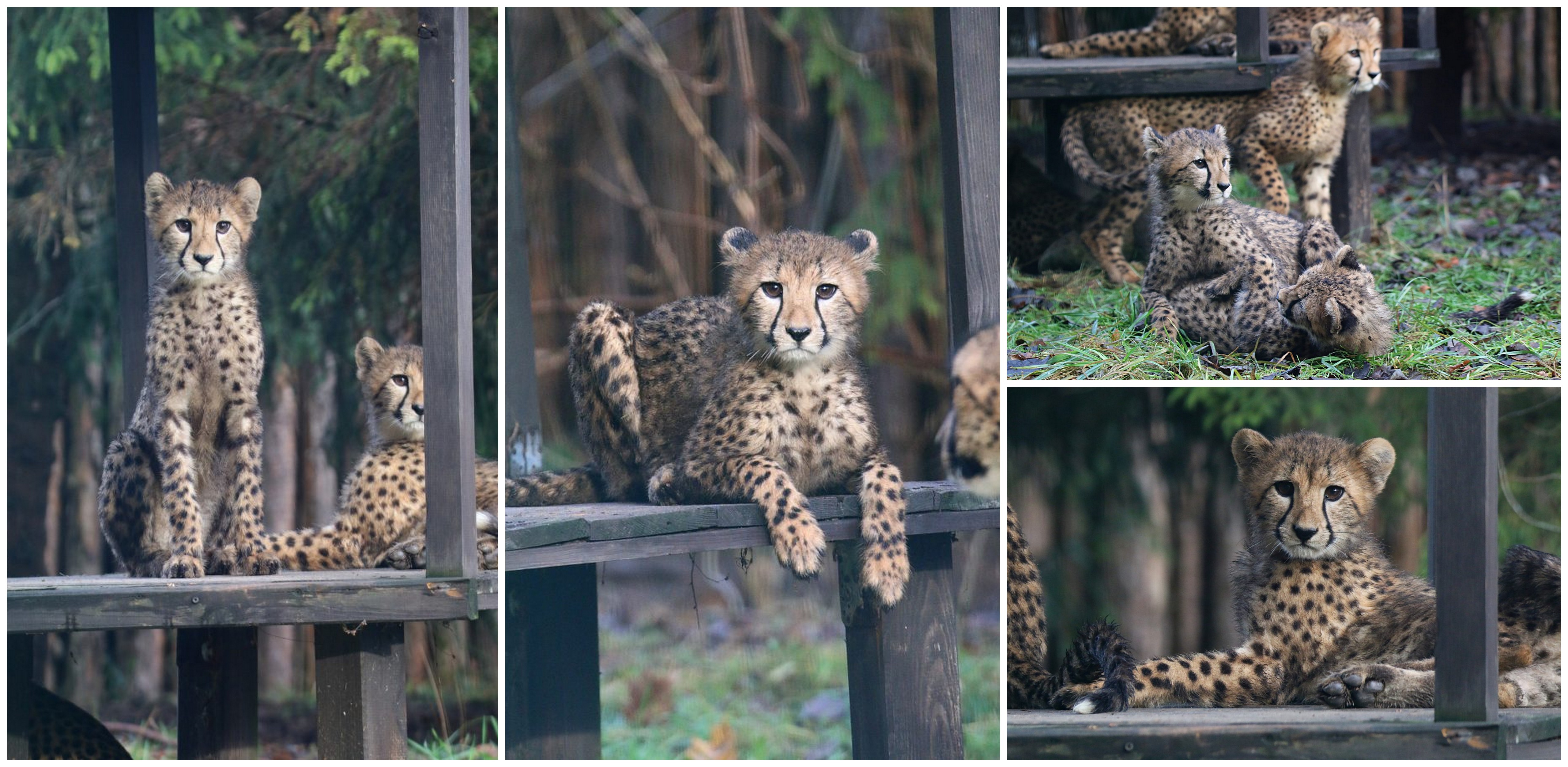 (fot. Gdański Ogród Zoologiczny)
