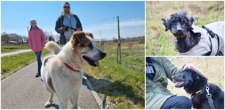 (fot. Schronisko dla zwierząt w Słupsku)