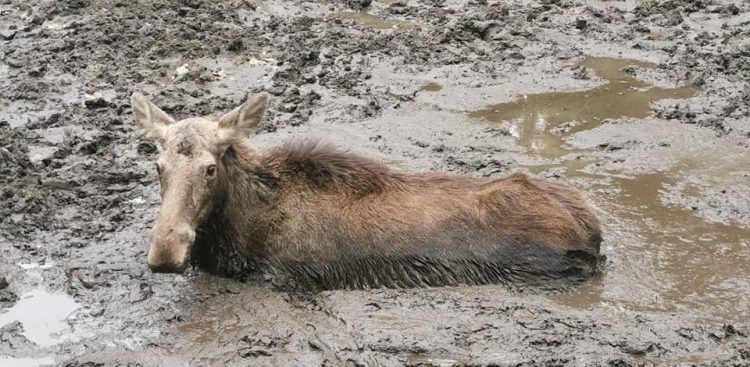 (Fot. Facebook.com/ZO PZŁ Słupsk)