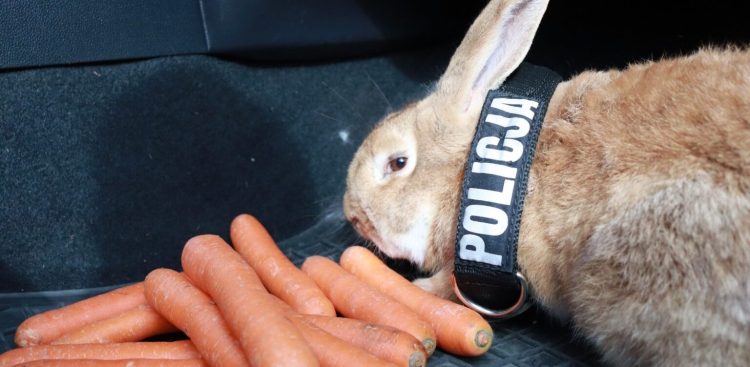 (Fot. Komenda Powiatowa Policji w Bytowie)