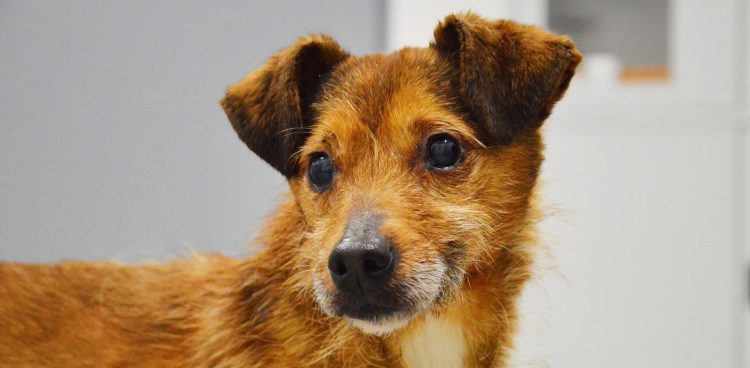 (Fot. Schronisko dla Zwierząt w Słupsku)