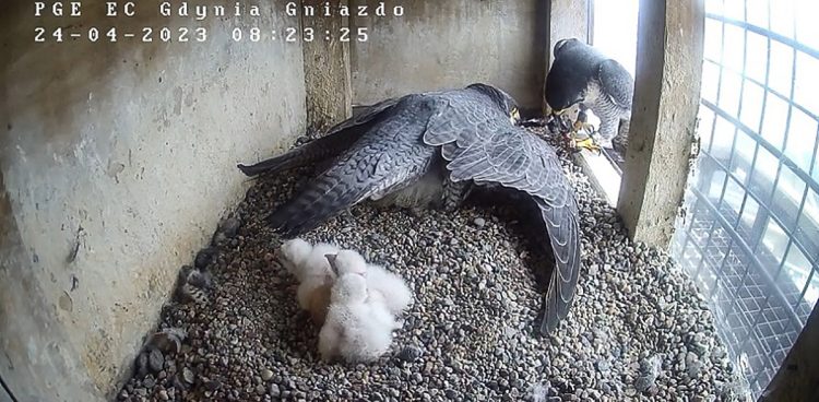 (Fot. www.gdynia.pl)