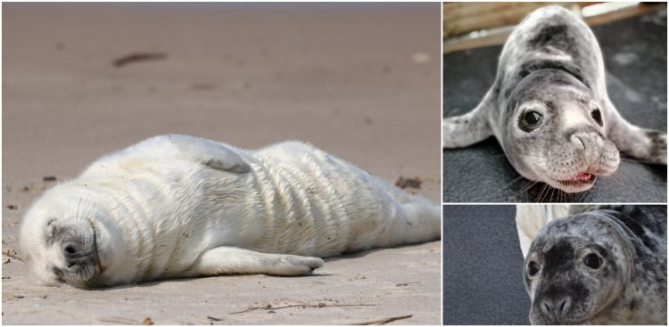 (Fot. Facebook/Fokarium)