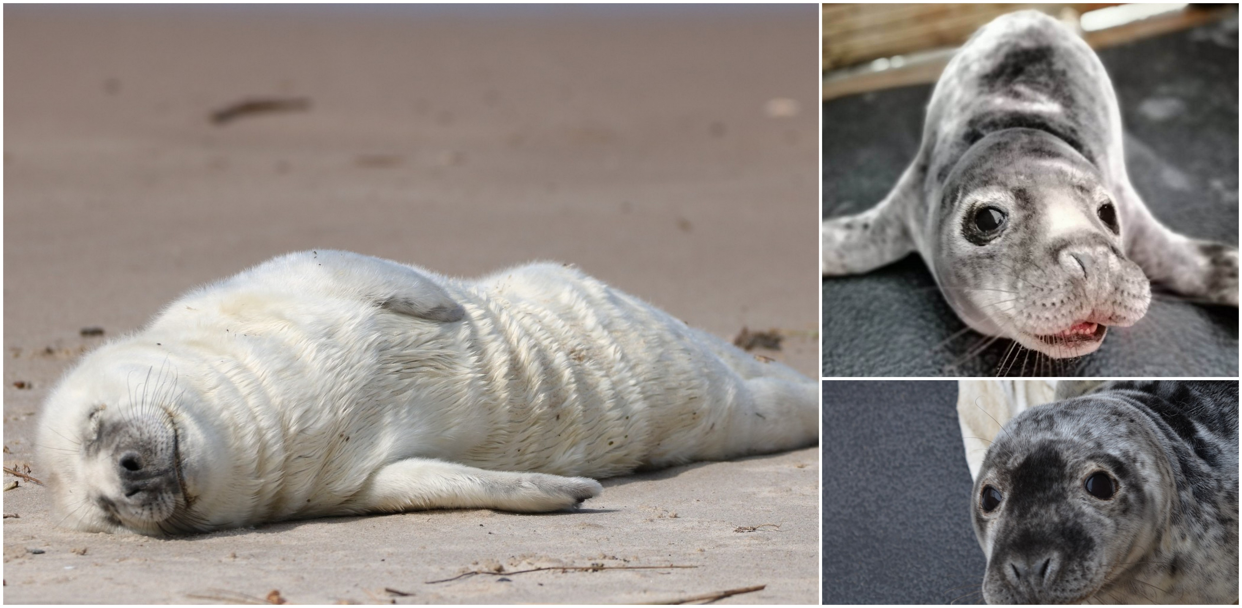 (Fot. Facebook/Fokarium)