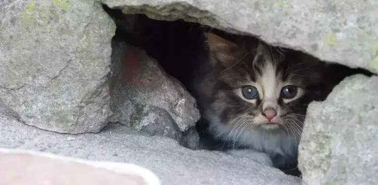 (Fot. Gdansk.pl/Fundacja Kotangens)