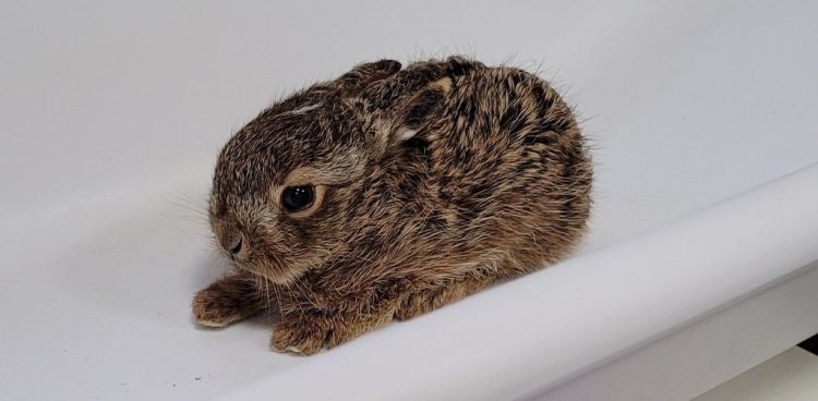 (Fot. Ośrodek Rehabilitacji Dzikich Zwierząt OSTOJA)