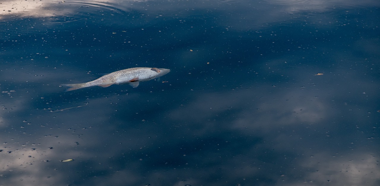 Zdjęcie ilustracyjne (fot. Pixabay)