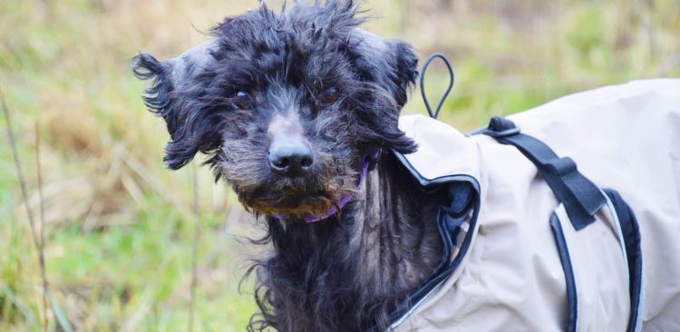 (Fot. słupskie schronisko dla zwierząt)