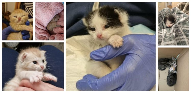 (Fot. Zakład Utylizacyjny, fundacja Koty spod Bloku)