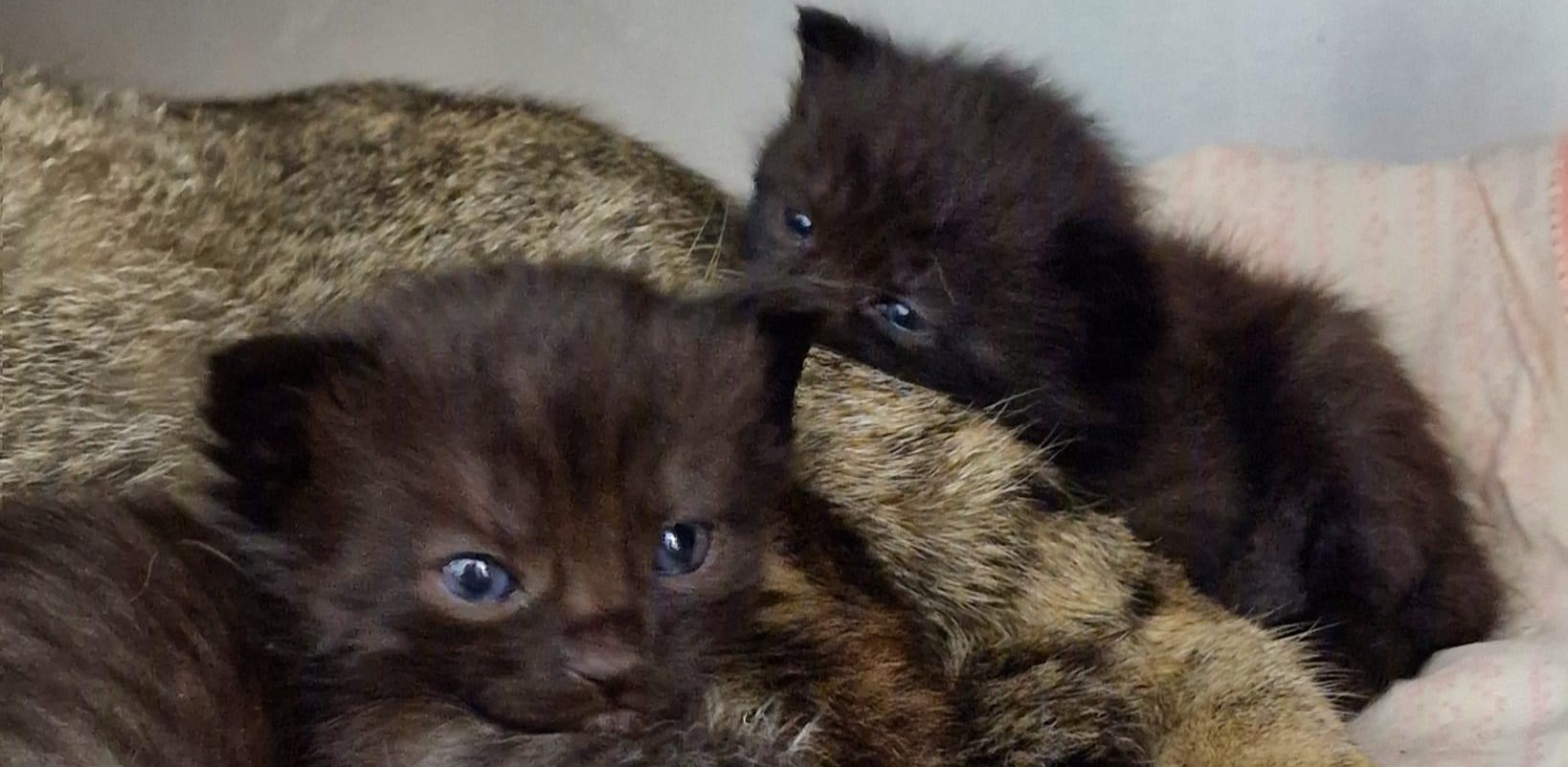 (fot. Radio Gdańsk/Joanna Merecka-Łotysz)