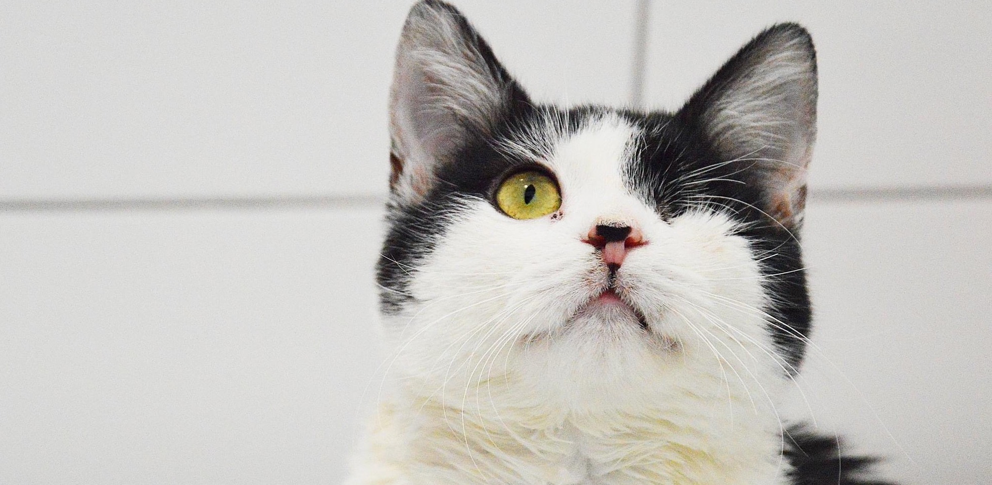 (Fot. słupskie schronisko dla zwierząt)