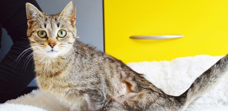 (Fot. słupskie schronisko dla zwierząt)