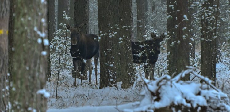 (Fot. Radio Gdańsk/Grzegorz Armatowski)