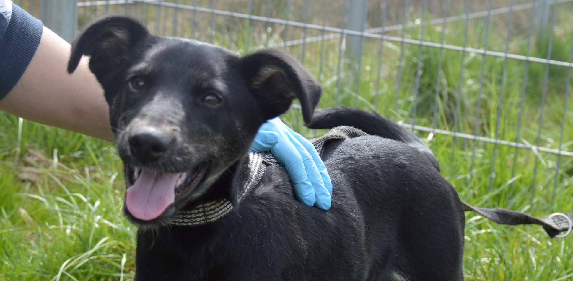 (Fot. Schronisko dla Zwierząt w Słupsku)