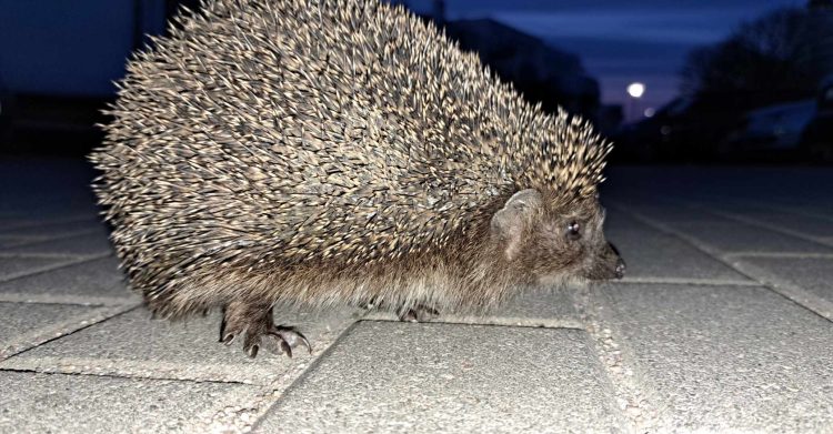 (Fot. Radio Gdańsk/Grzegorz Armatowski)