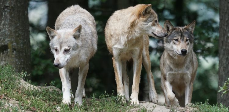 Wilki (Fot. Pixabay.com)