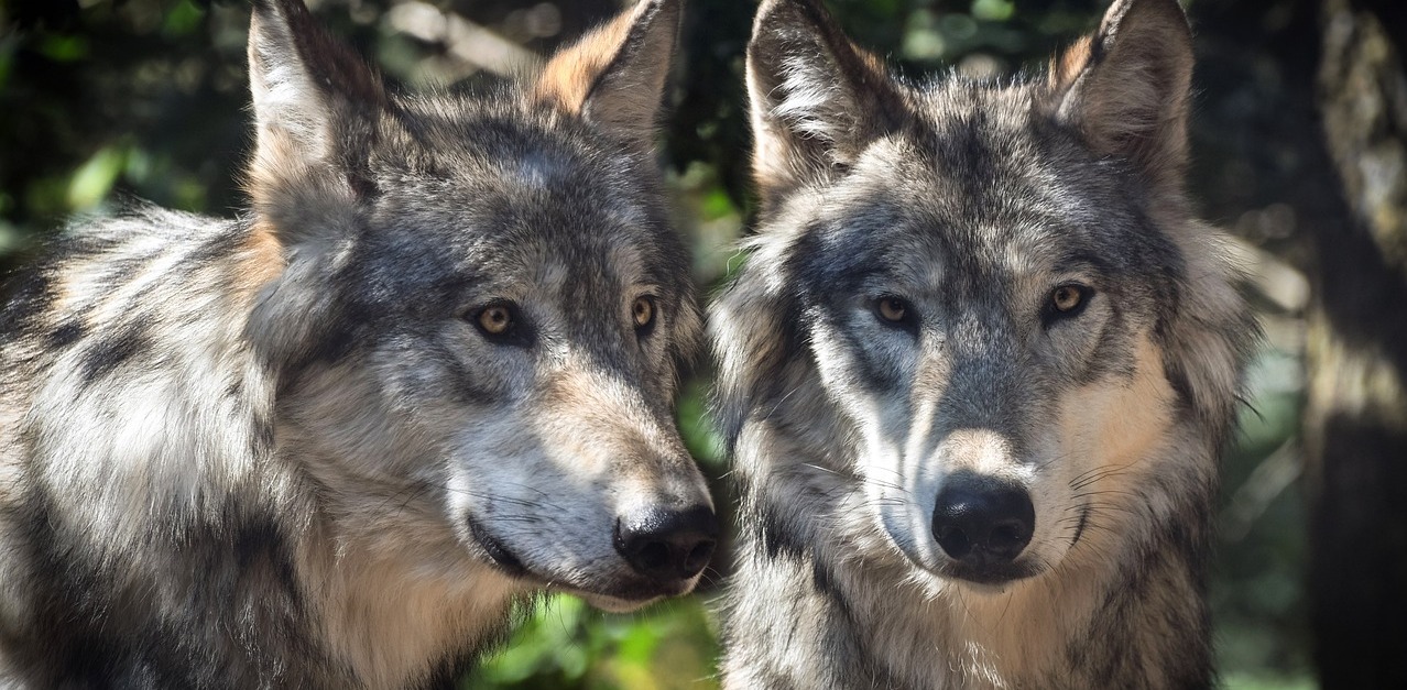 Zdjęcie ilustracyjne (fot. Pixabay.com)