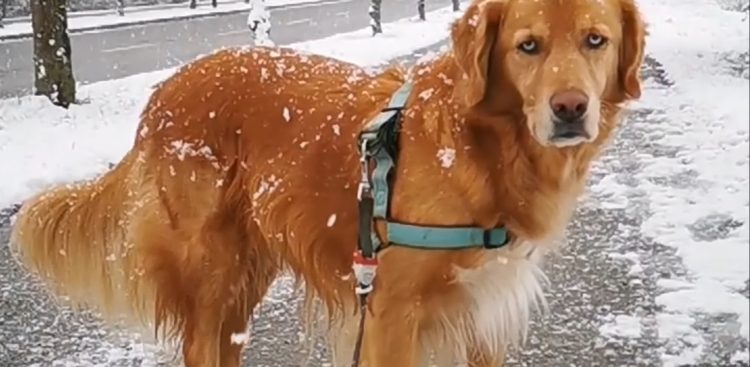 (Fot. screen YouTube)