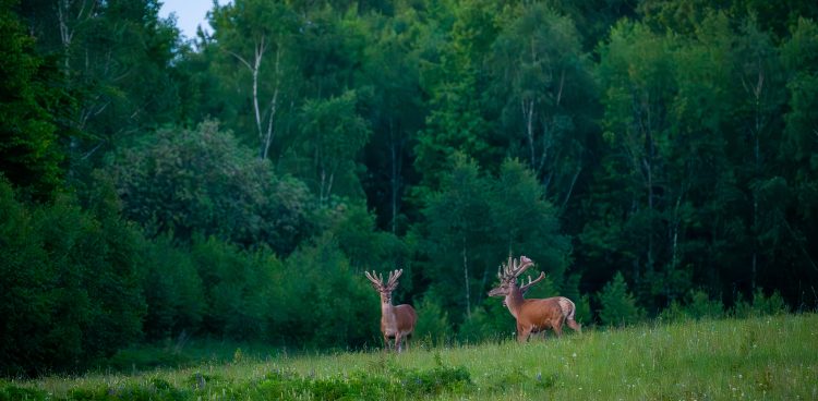 (Fot. Radio Gdańsk/Grzegorz Armatowski)