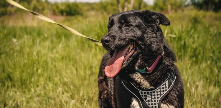 (Fot. Schronisko dla Zwierząt w Słupsku)