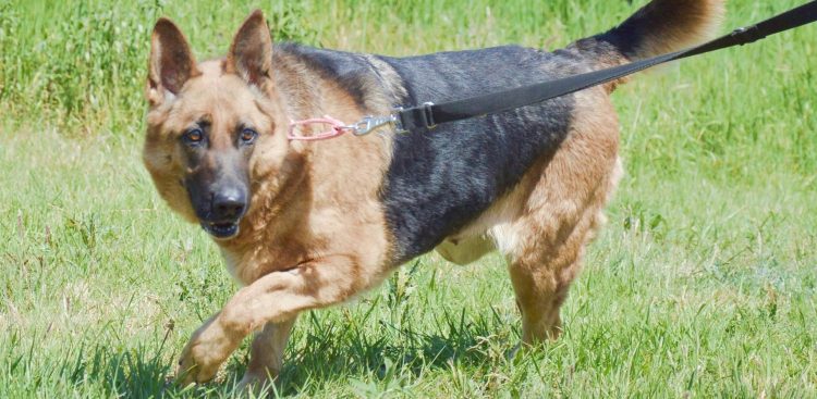 (fot. Schronisko dla zwierząt w Słupsku)