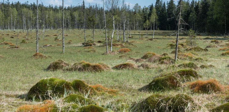 (Fot. Wikipedia.org)