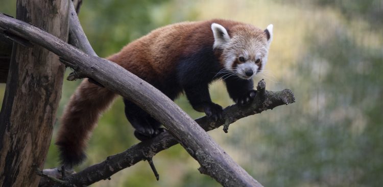 (Fot. Krzysztof Mystkowski / KFP)