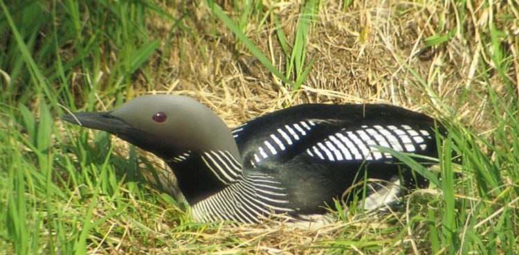 (Fot. wikimedia commons)