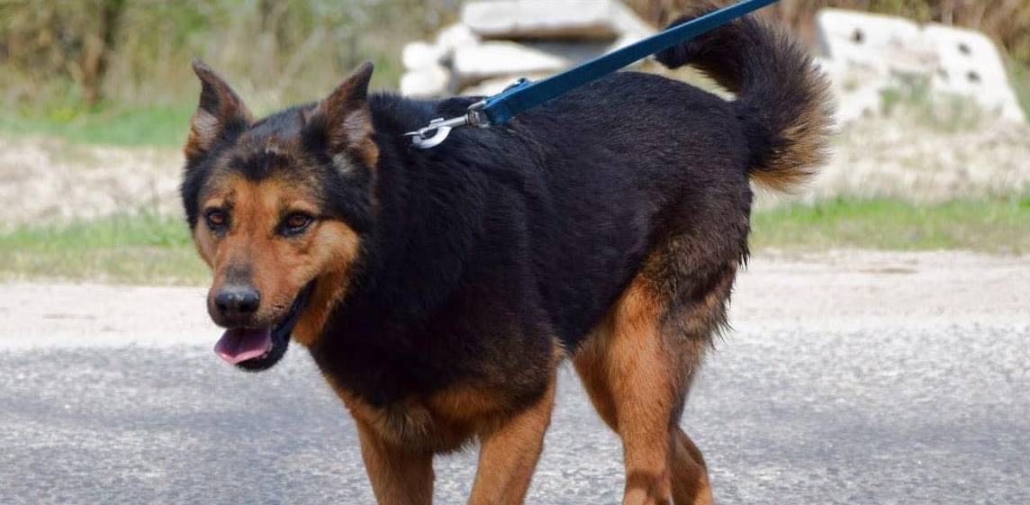 (Fot. słupskie schronisko dla zwierząt)