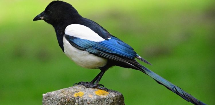 (Fot. Wikimedia Commons)