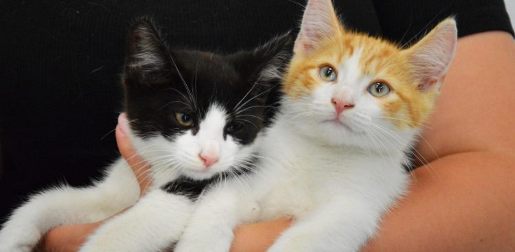 (Fot. słupskie schronisko dla zwierząt)