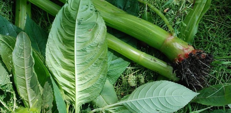 (Niecierpek gruczołowaty fot. Łukasz Fuglewicz)