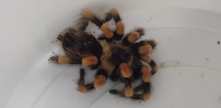 (fot. Straż Miejska w Gdyni)