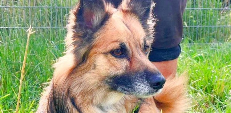 (fot. Schronisko dla Zwierząt w Słupsku)