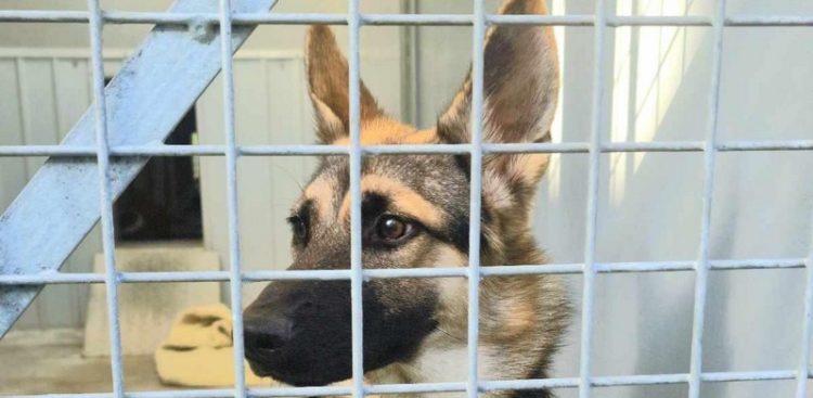 (fot. Schronisko dla Zwierząt w Słupsku)