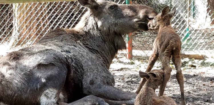 (Fot. Facebook.com/Gdański Ogród Zoologiczny)