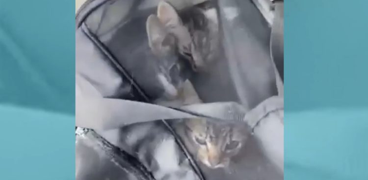 (Fot. Schronisko dla Zwierząt w Słupsku)