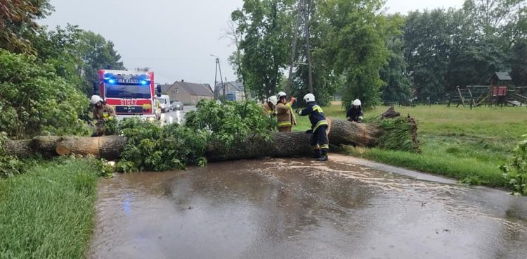 Powalone drzewo w miejscowości Chwarzenko (fot. OSP Stara Kiszewa)