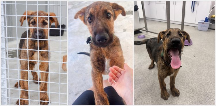 (Fot. Schronisko dla Zwierząt w Słupsku)