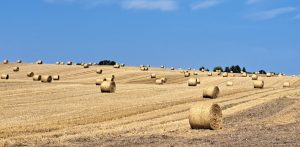 (Fot. Radio Gdańsk/Sebastian Kwiatkowski)