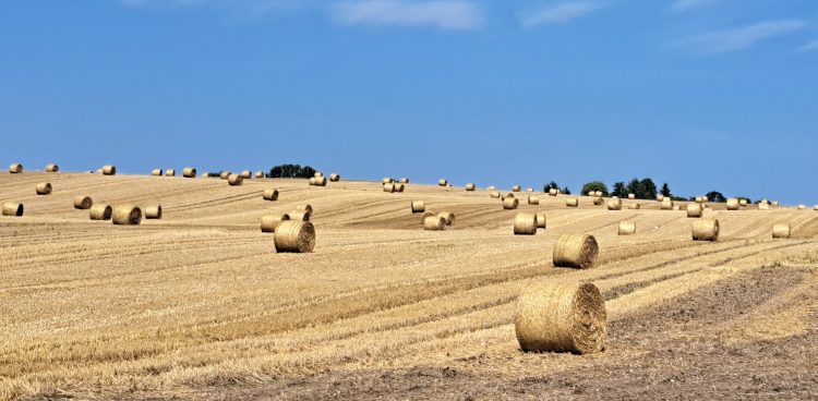 (Fot. Radio Gdańsk/Sebastian Kwiatkowski)