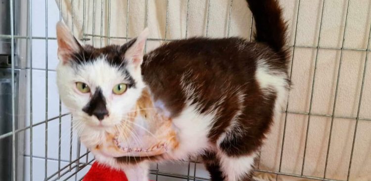 (Fot. słupskie schronisko dla zwierząt)