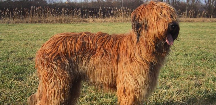 (Fot. Wikimedia Commons/Birgit Balzer)