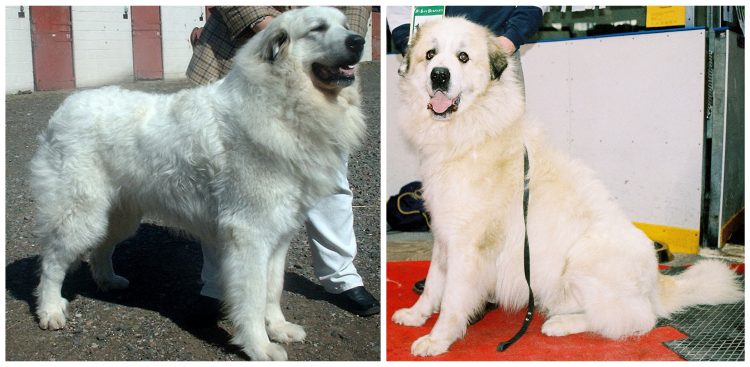 (fot. Wikimedia Commons)