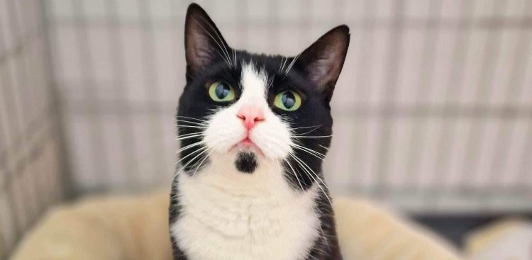 (Fot. słupskie schronisko dla zwierząt)